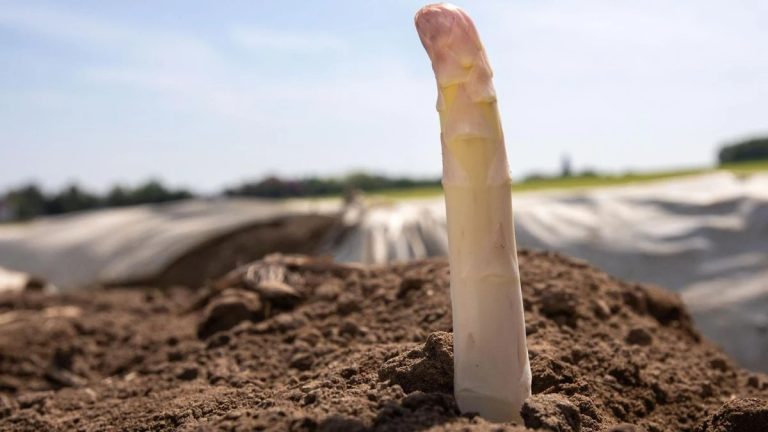 Aldi Süd senkt Spargelpreise: Neue Aktion gegen Lebensmittelverschwendung